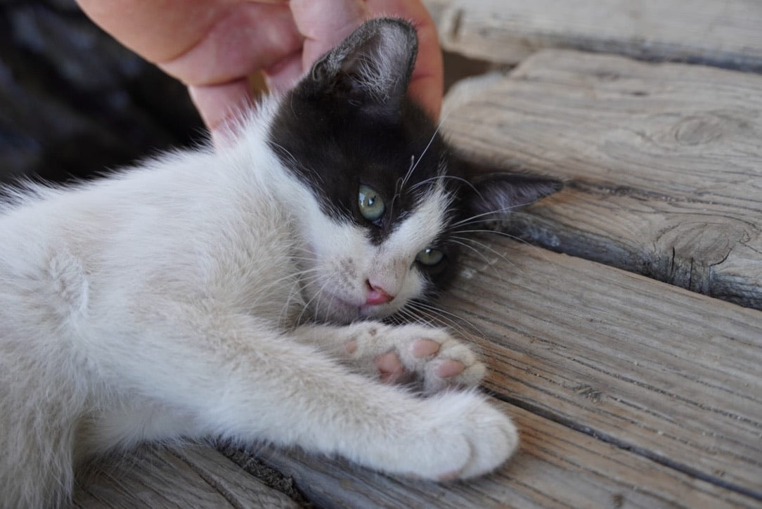 România, pe primul loc în UE la deținerea de pisici dar.… și abandonate
