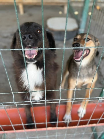 De ce este atât de importantă deparazitarea?