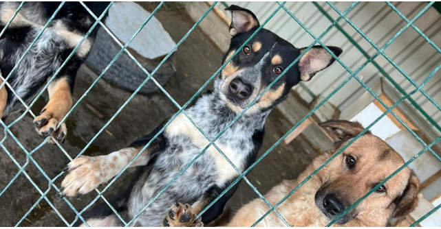 Suntem pe Kudika! 💥