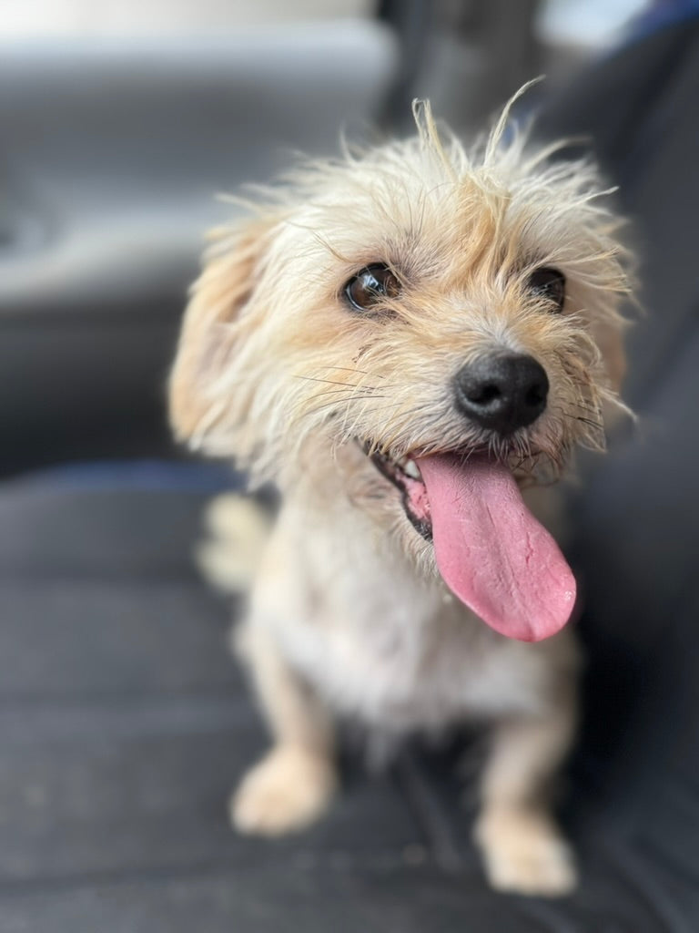 Ce înseamnă cu adevărat o hrană bună pentru câinele sau pisica ta?