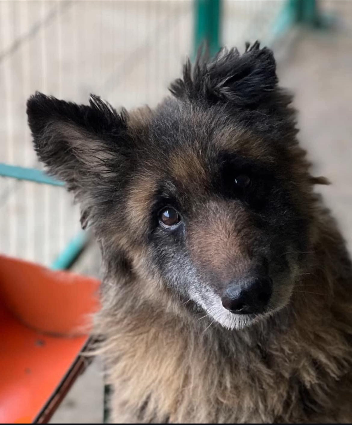 Donează hrană pentru animale | Susține adăposturi și asociații din România