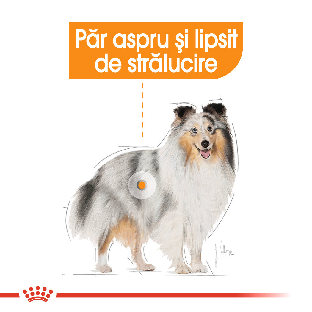 Royal Canin Mini Coat Care Adult hrana uscata caine, blana sanatoasa si lucioasa, 3 kg
