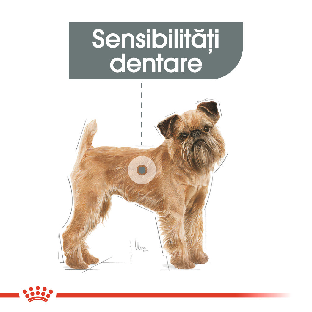 Royal Canin Mini Dental Care Adult hrana uscata caine, reducerea formarii tartrului, 1 kg