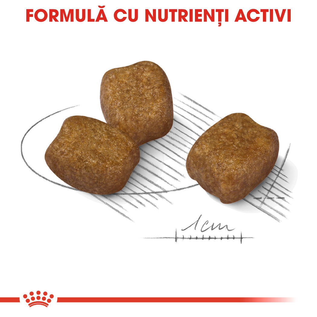 Royal Canin Mini Dental Care Adult hrana uscata caine, reducerea formarii tartrului, 1 kg