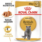 Royal Canin British Shorthair Adult hrana umeda pisica (in sos), 85 g