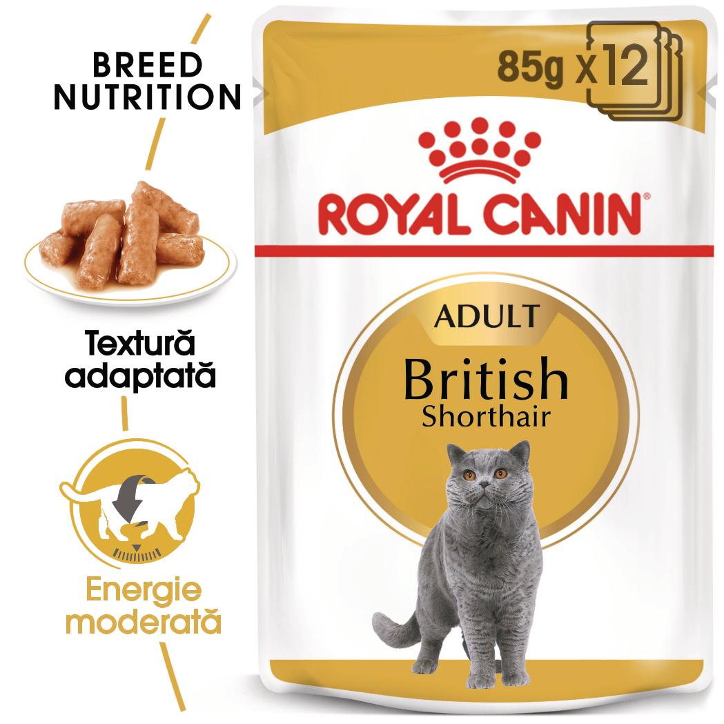 Royal Canin British Shorthair Adult hrana umeda pisica (in sos), 85 g