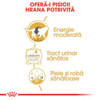Royal Canin British Shorthair Adult hrana umeda pisica (in sos), 85 g