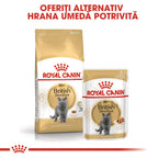Royal Canin British Shorthair Adult hrana umeda pisica (in sos), 85 g