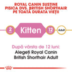 Royal Canin British Shorthair Kitten hrana uscata pisica junior