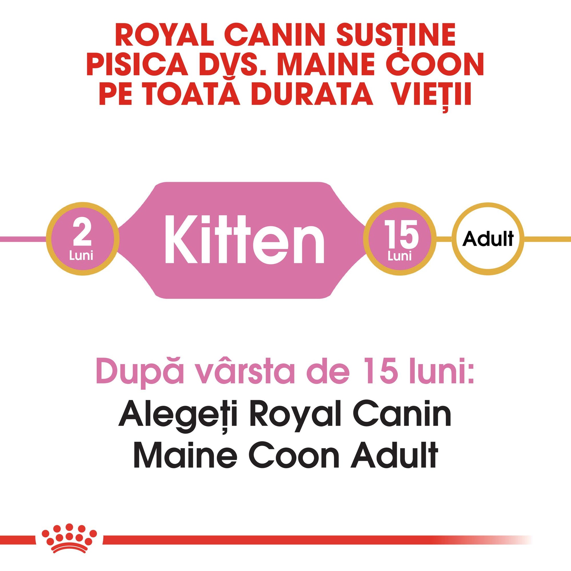 Royal Canin Maine Coon Kitten hrana uscata pisica junior