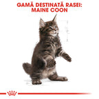 Royal Canin Maine Coon Kitten hrana uscata pisica junior