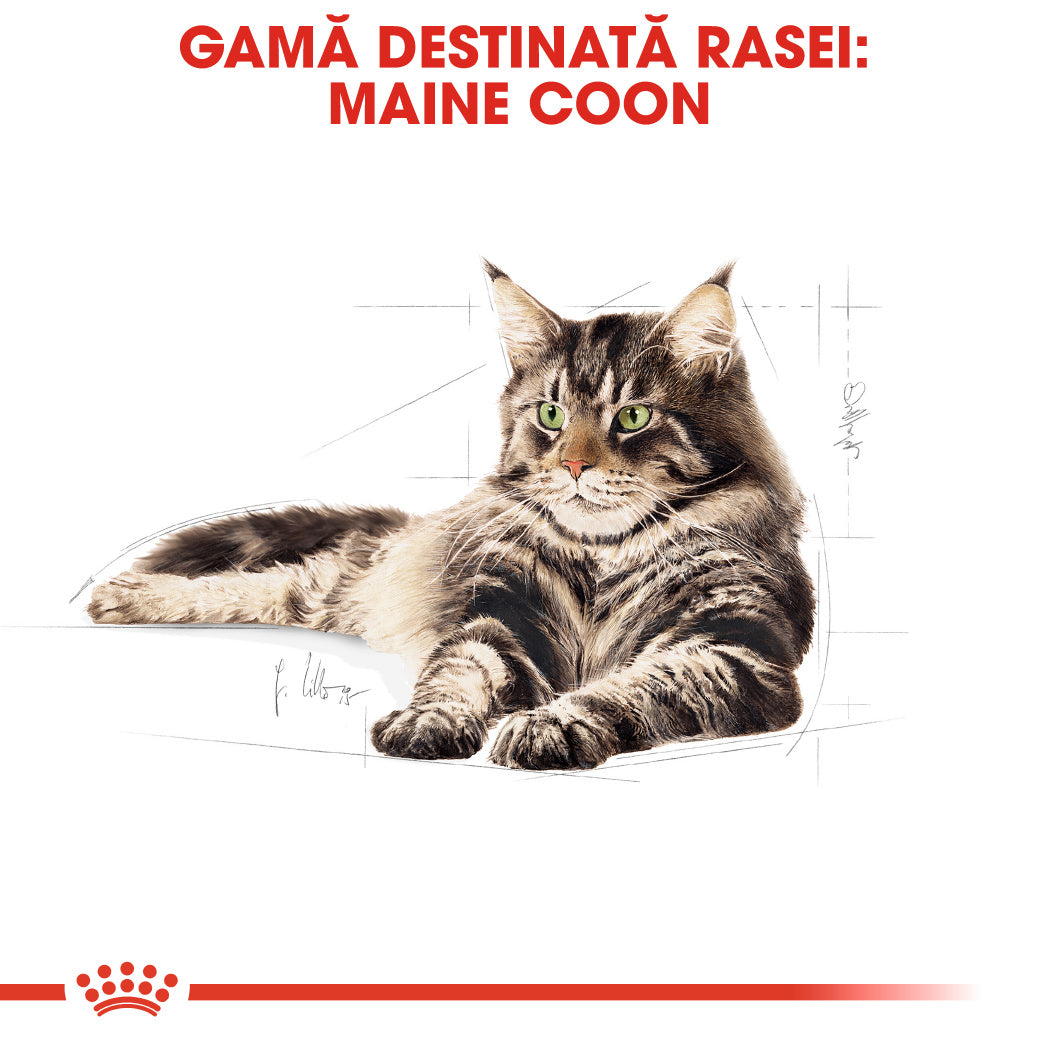 Royal Canin Maine Coon Adult hrana uscata pisica