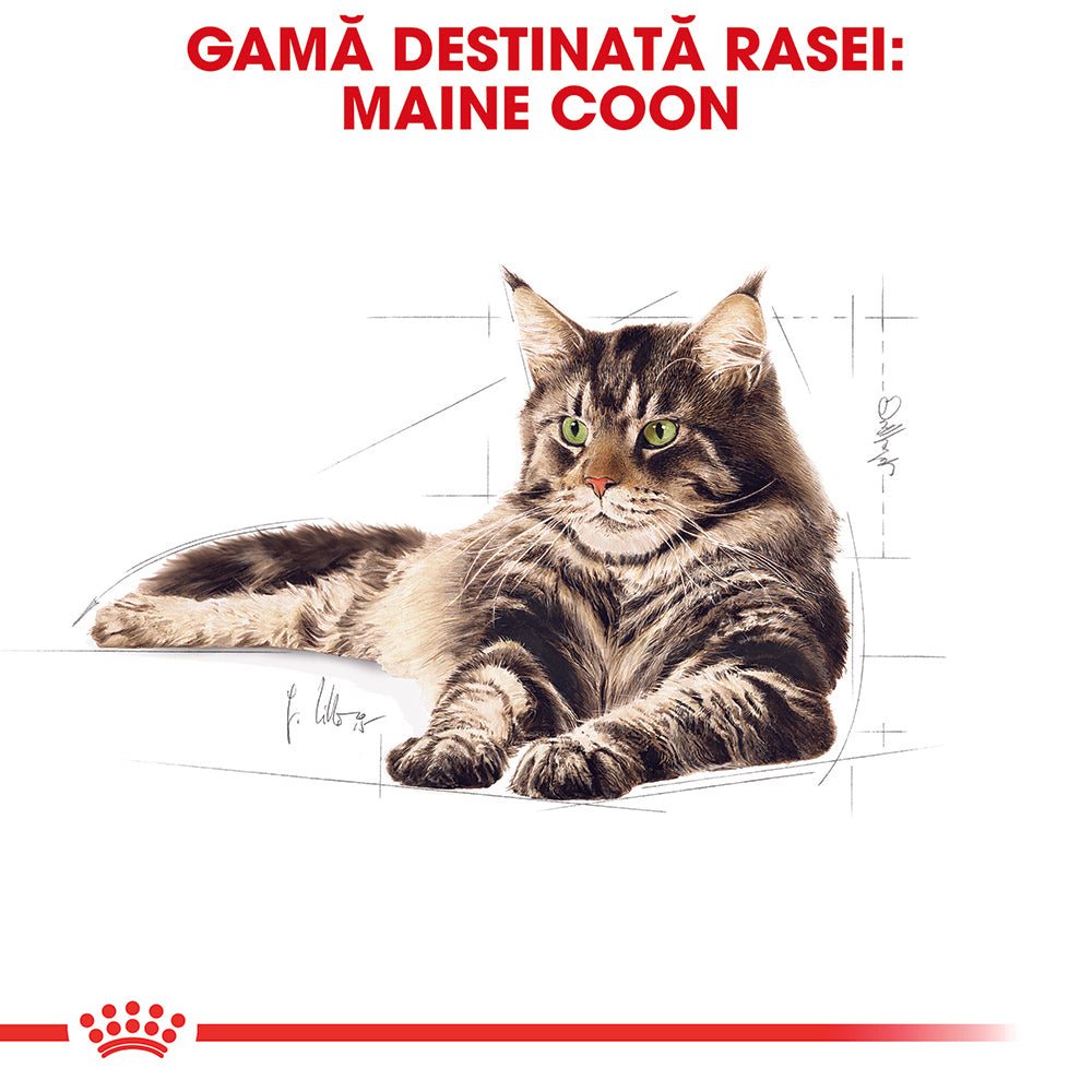 Royal Canin Maine Coon Adult hrana umeda pisica (in sos), 85 g