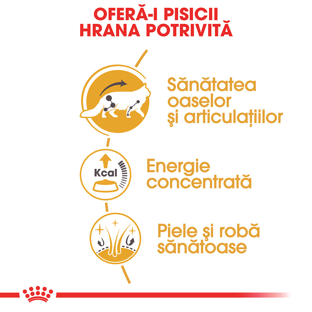 Royal Canin Maine Coon Adult hrana umeda pisica (in sos), 85 g