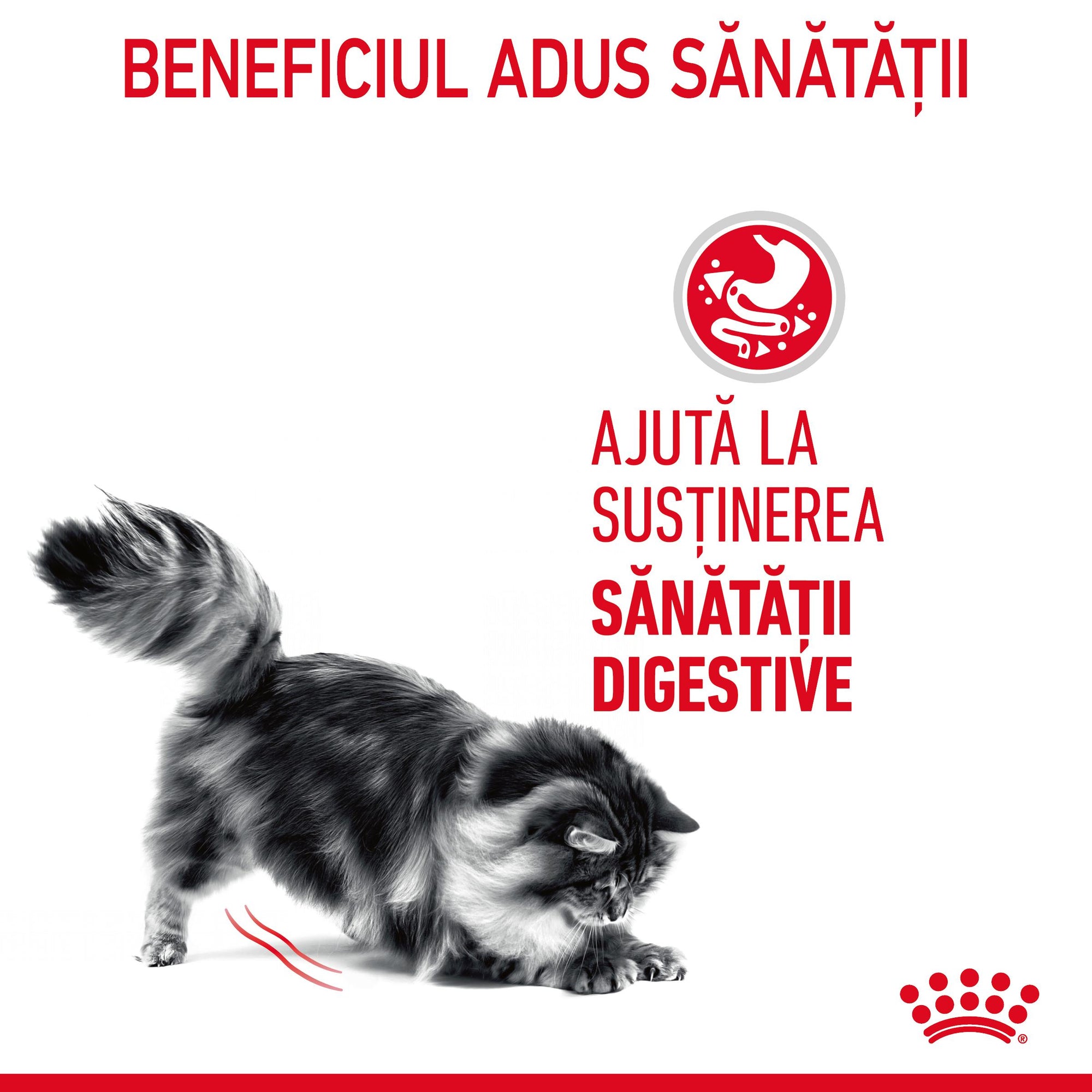 Royal Canin Digest Sensitive Care Adult hrana umeda pisica, confort digestiv (in sos), 85 g