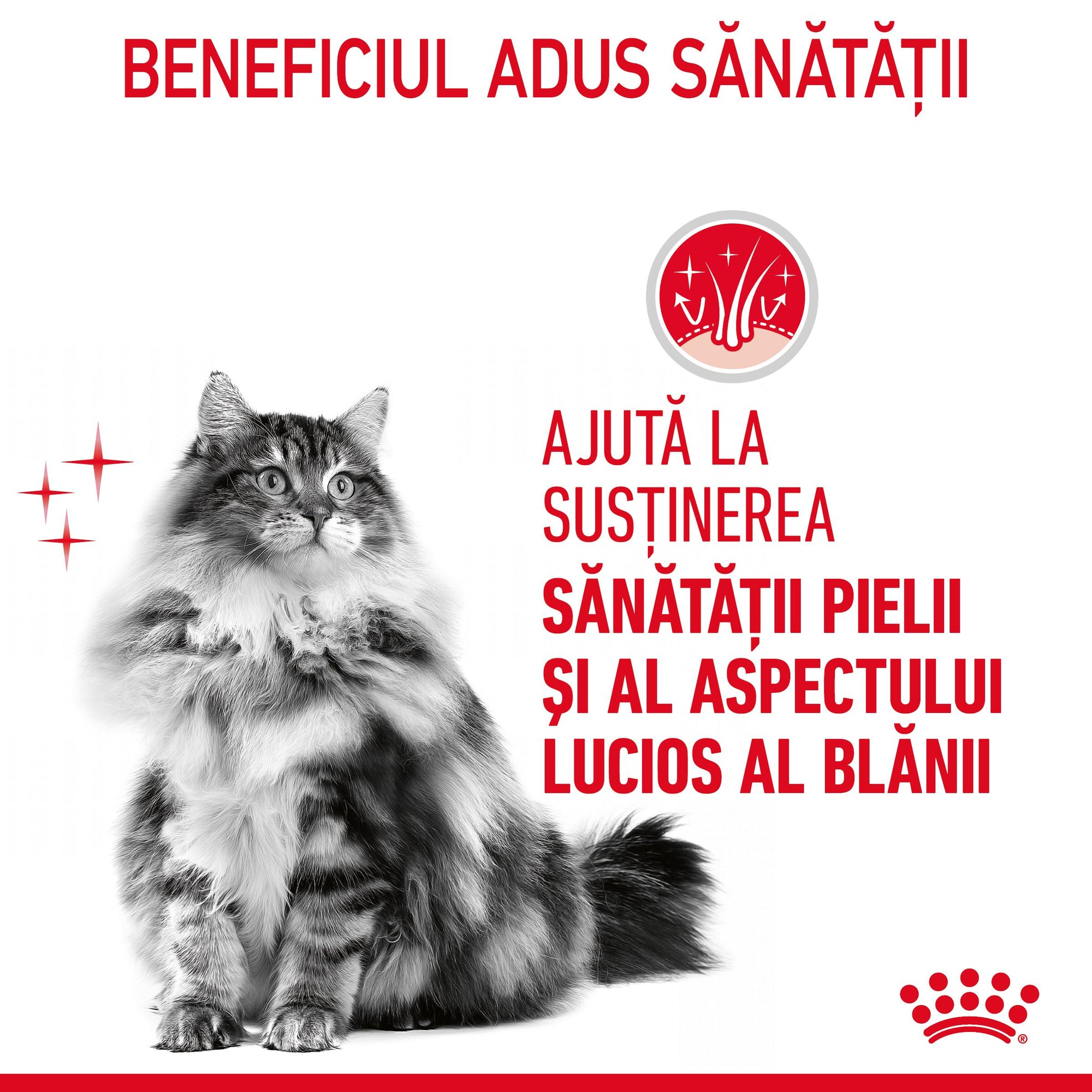 Royal Canin Hair&Skin Care Adult hrana umeda pisica, piele si blana (in sos), 85 g