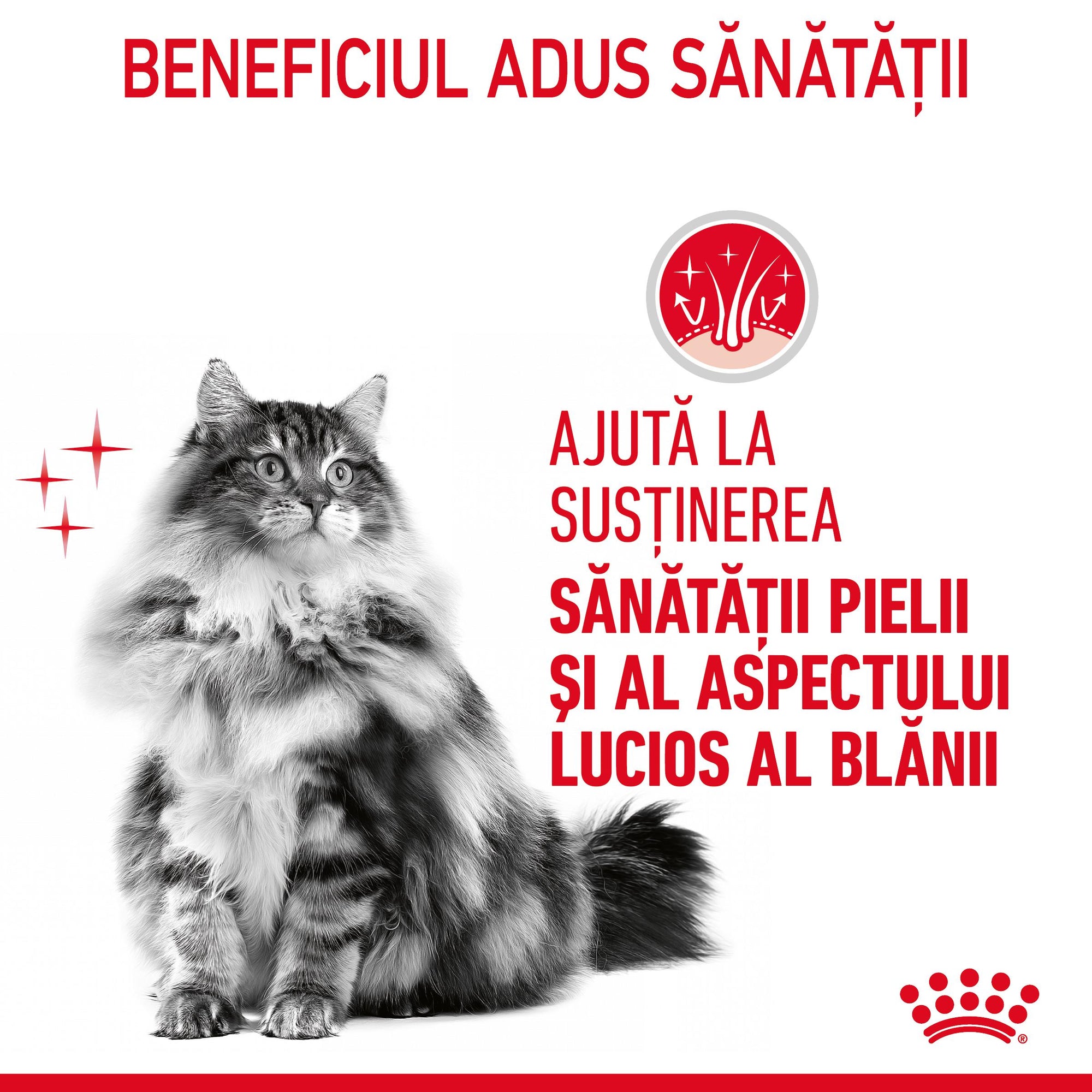 Royal Canin Hair&Skin Care Adult hrana umeda pisica, piele si blana (in aspic), 85 g
