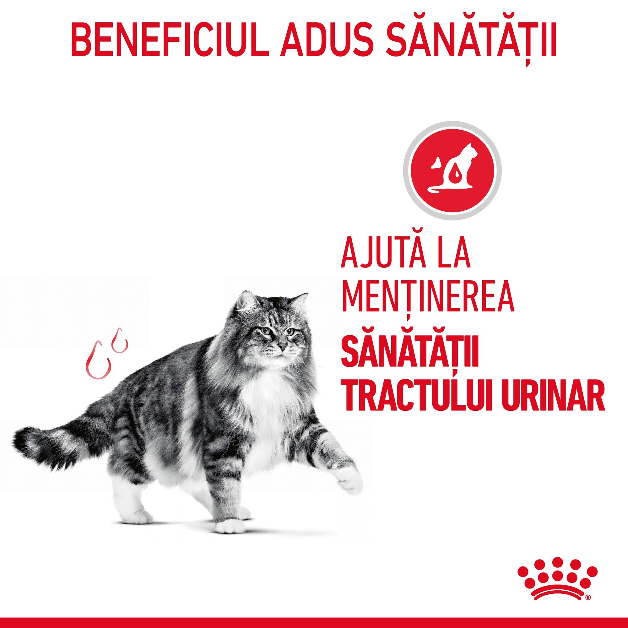 Royal Canin Urinary Care Adult hrana umeda pisica, sanatatea tractului urinar (in sos), 85 g