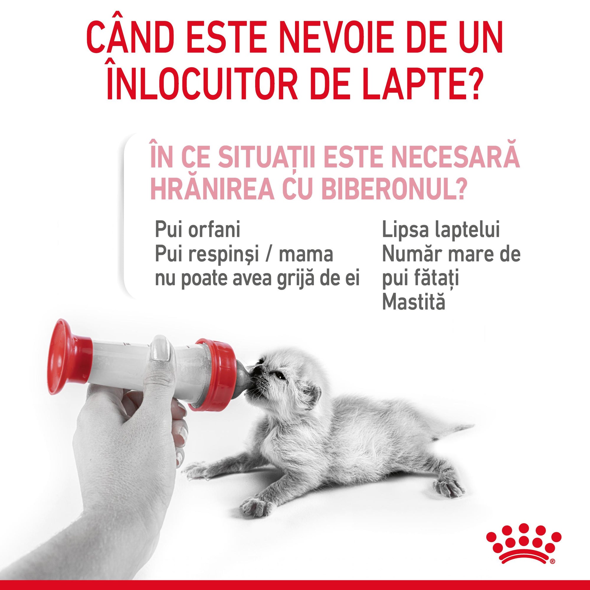 Royal Canin BabyCat Milk inlocuitor lapte matern pisica, 300 g