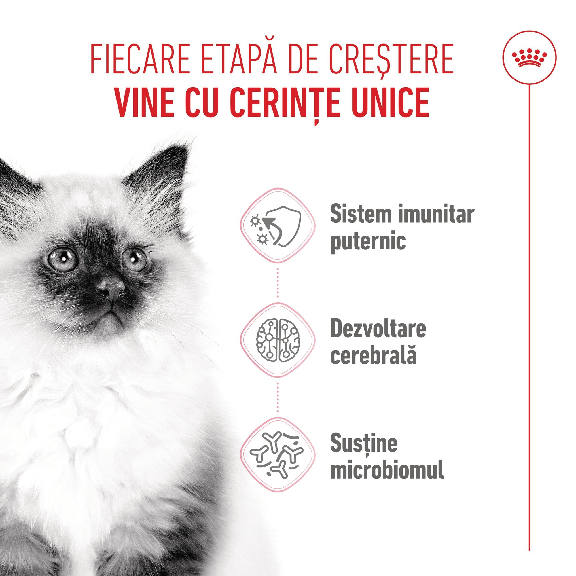 Royal Canin Kitten hrana uscata pisica junior