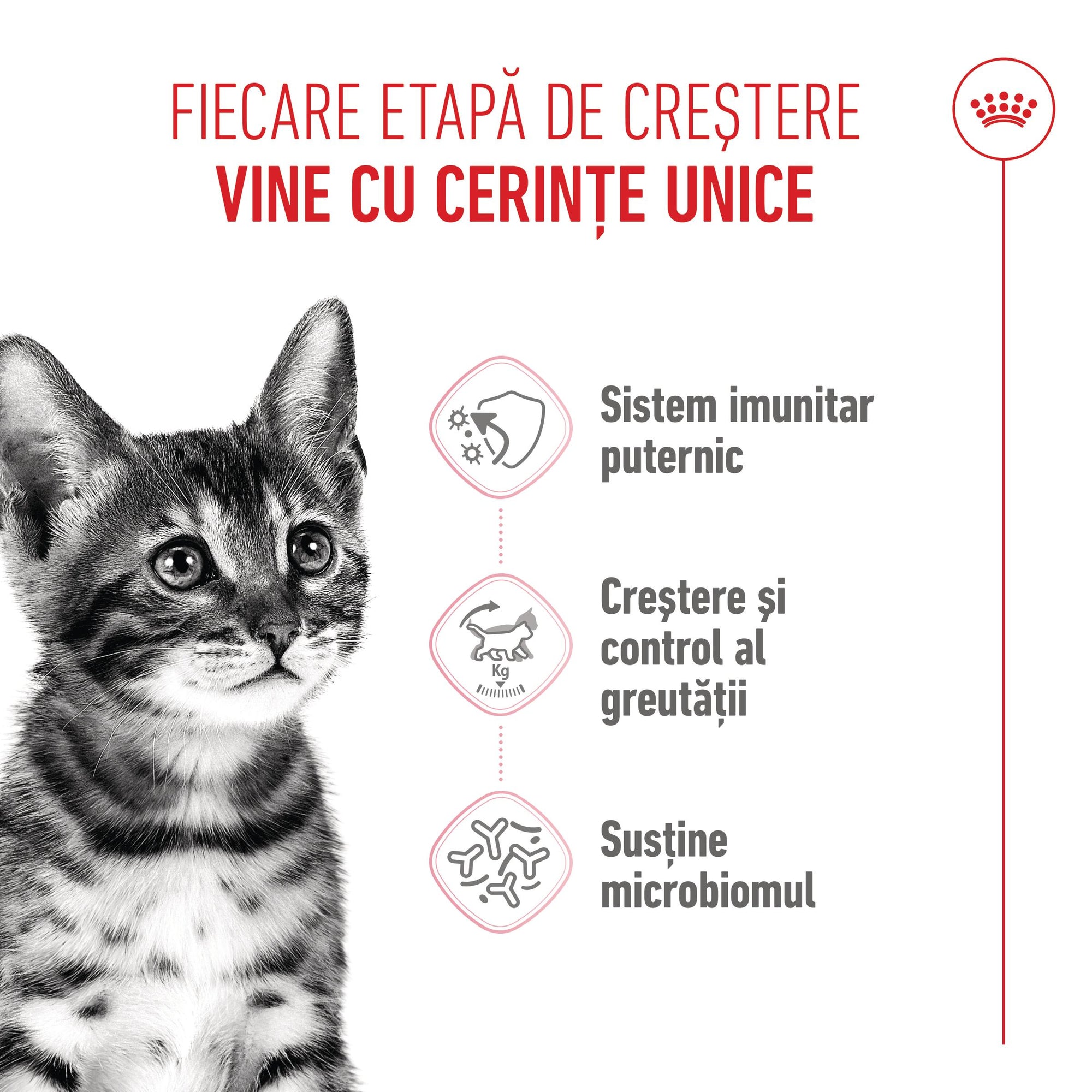Royal Canin Kitten Sterilised hrana uscata pisica sterilizata junior
