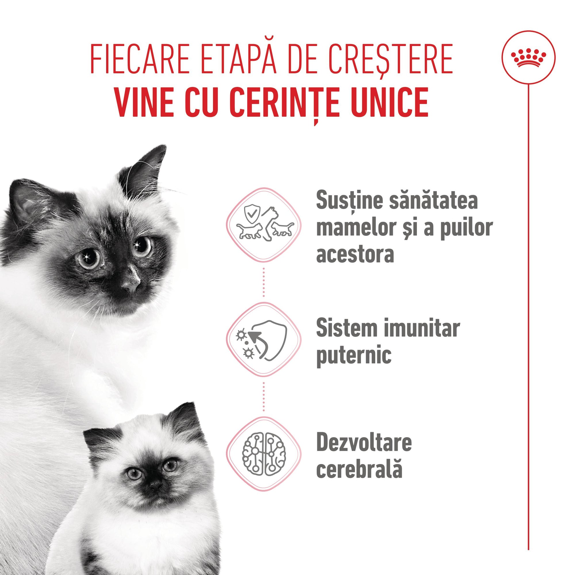 Royal Canin Mother & BabyCat hrana uscata pisica, mama si puiul