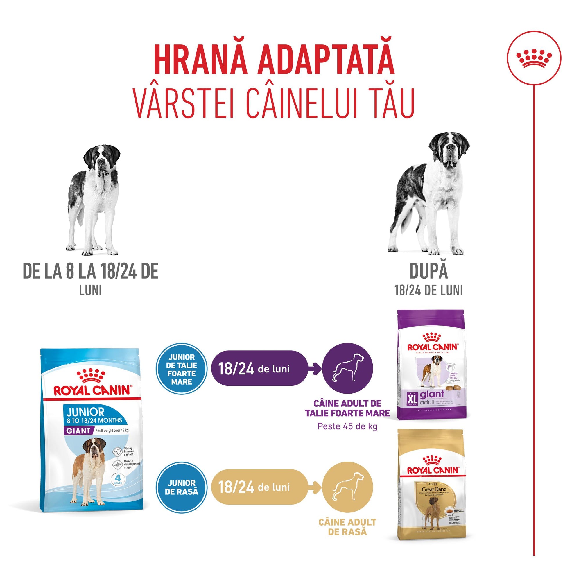Royal Canin Giant Junior hrana uscata caine junior etapa 2 de crestere