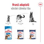 Royal Canin Maxi Adult hrana umeda caine (pate), 10 x 140 g