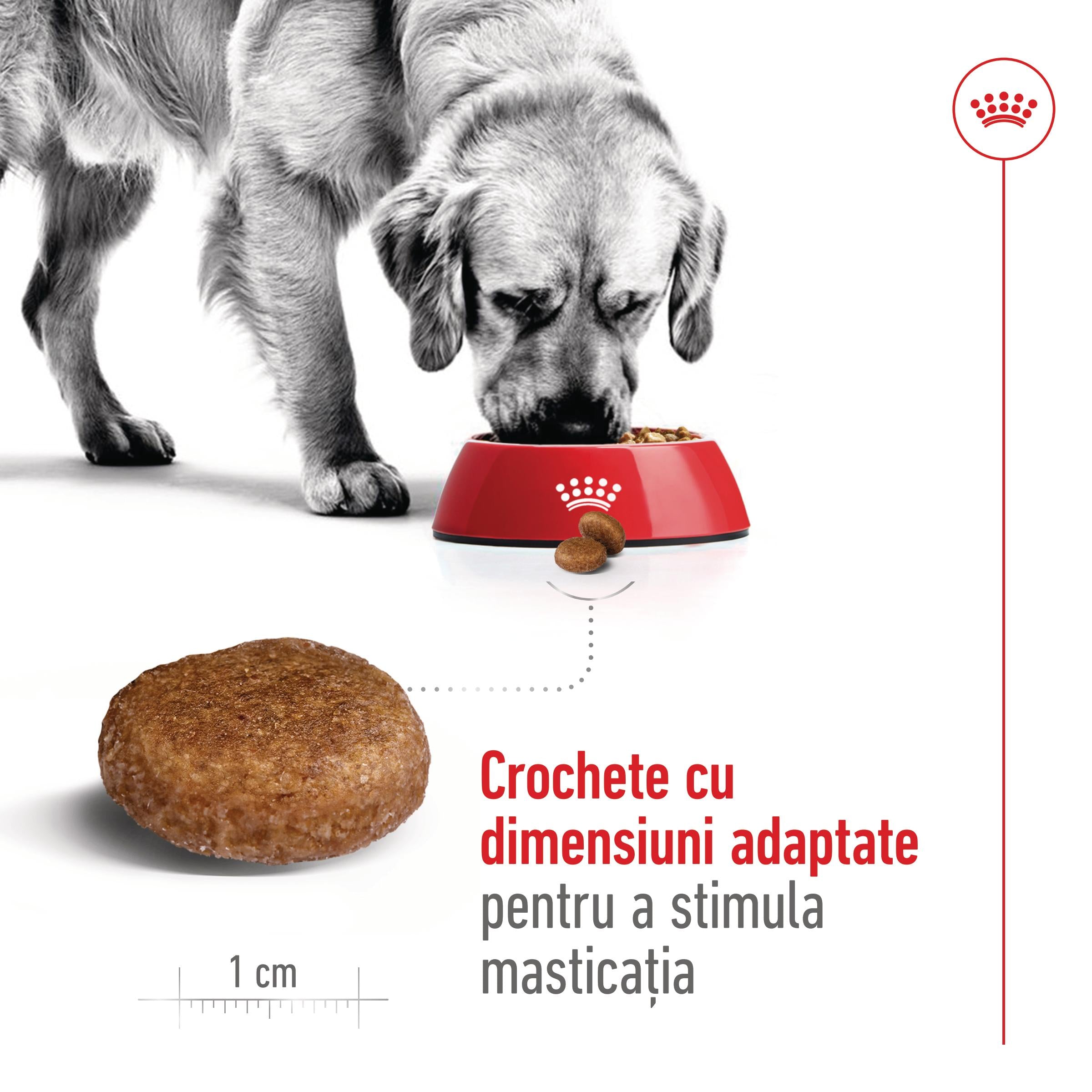 Royal Canin Maxi Adult 5+ hrana uscata caine