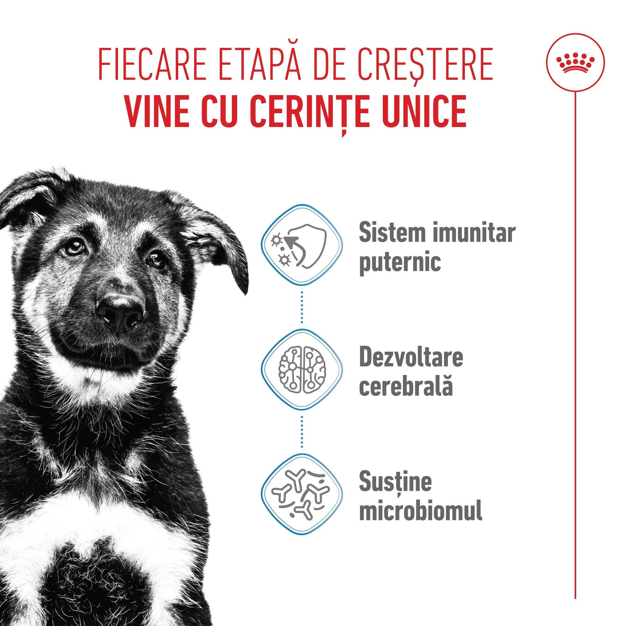 Royal Canin Maxi Puppy hrana uscata caine junior