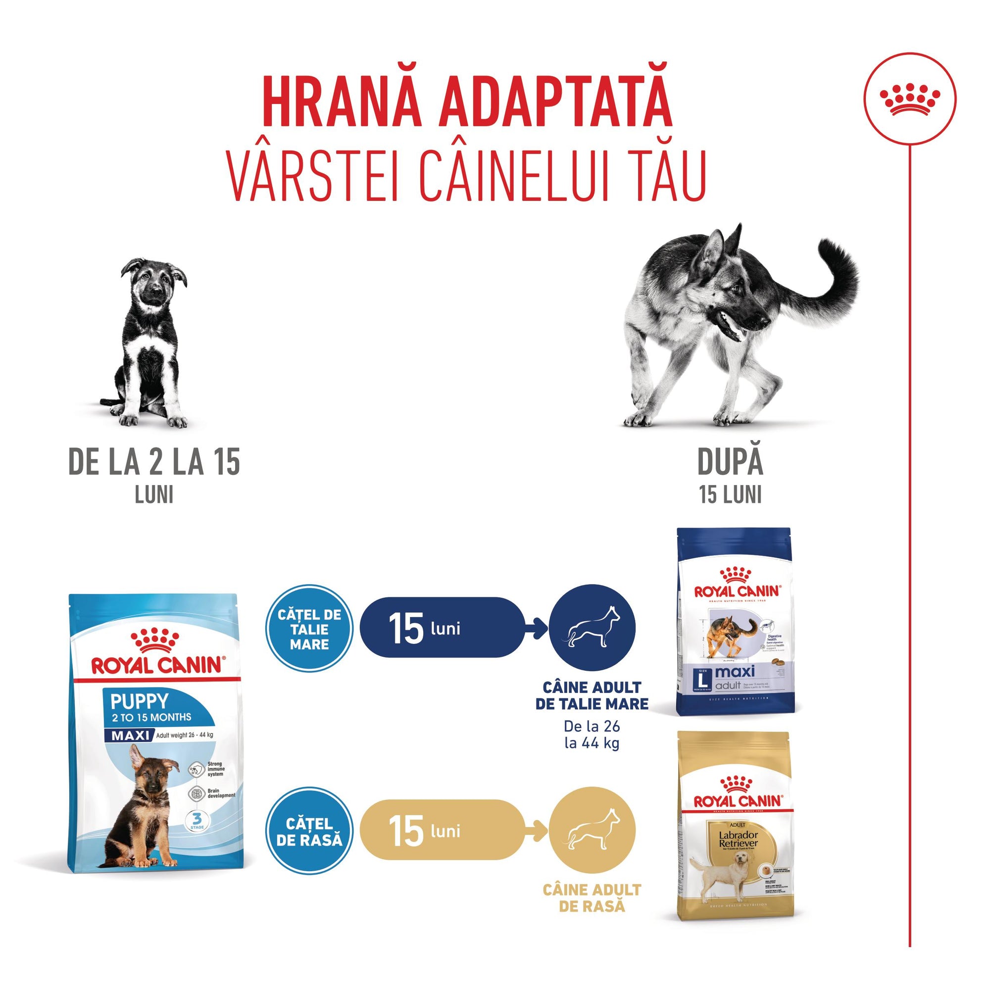 Royal Canin Maxi Puppy hrana uscata caine junior