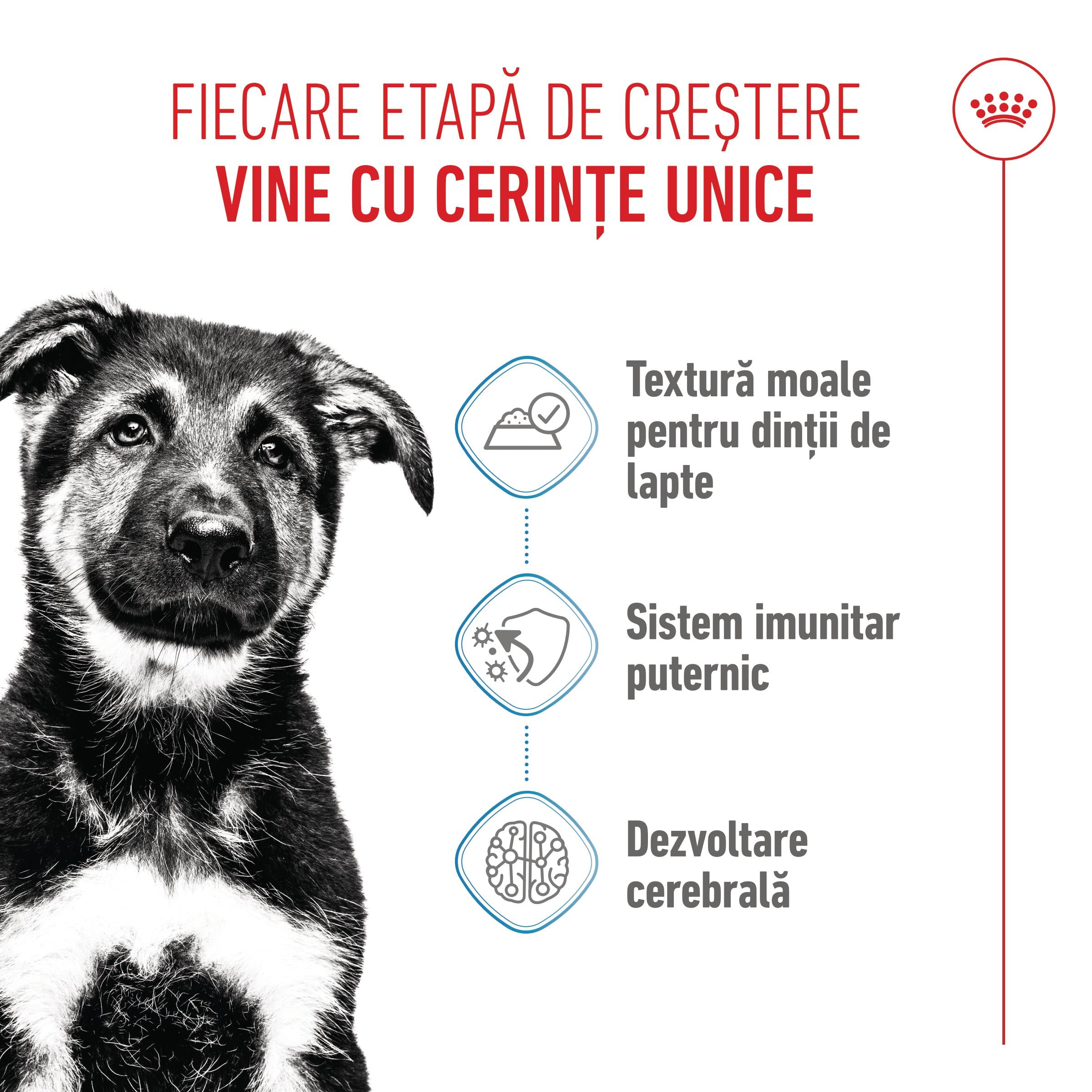 Royal Canin Maxi Puppy hrana umeda caine junior (in sos)