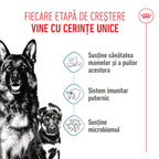 Royal Canin Maxi Starter Mother & Babydog, mama si puiul, hrana uscata caine
