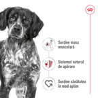 Royal Canin Medium Adult hrana umeda caine (pate), 10 x 140 g
