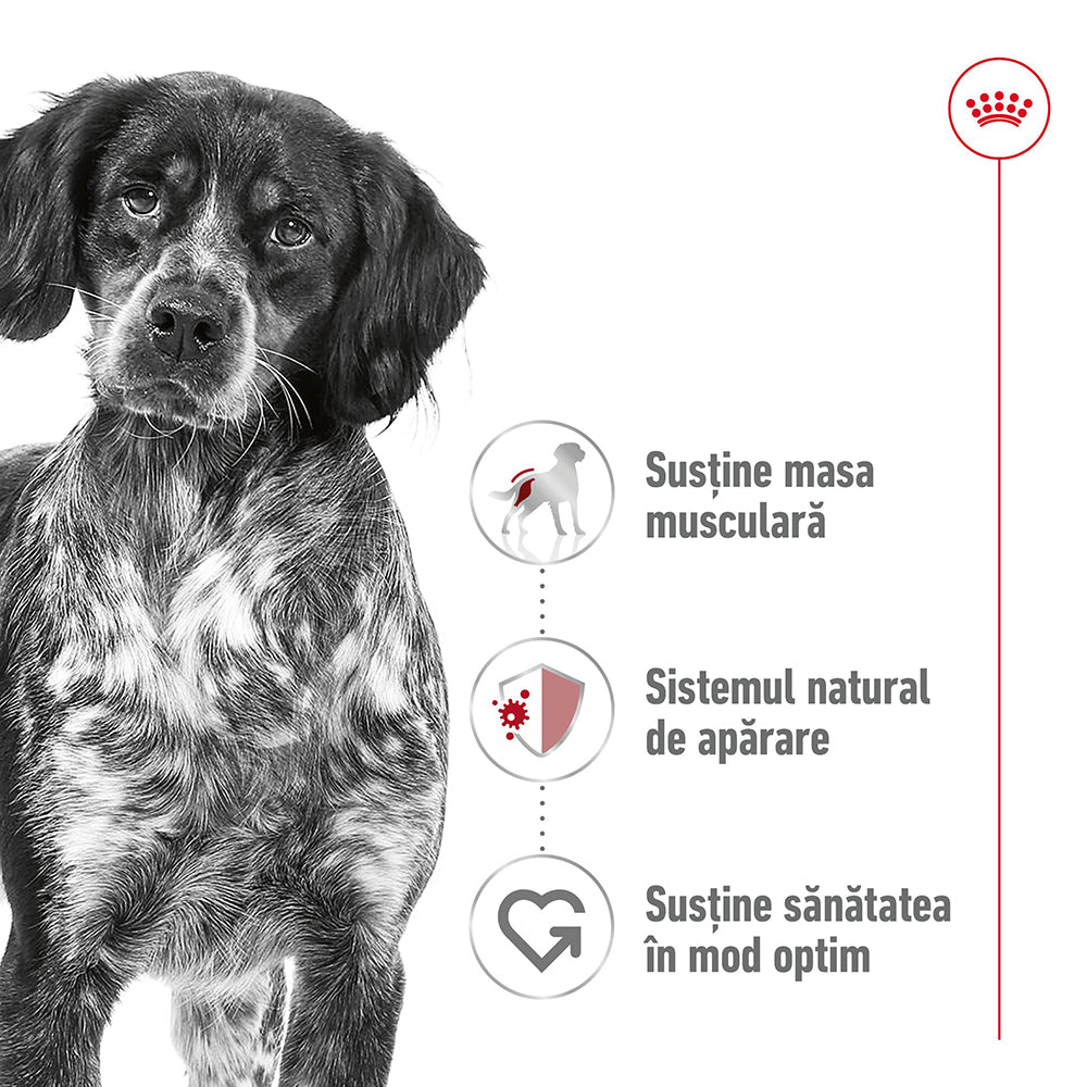Royal Canin Medium Adult hrana umeda caine (in sos), 140 g