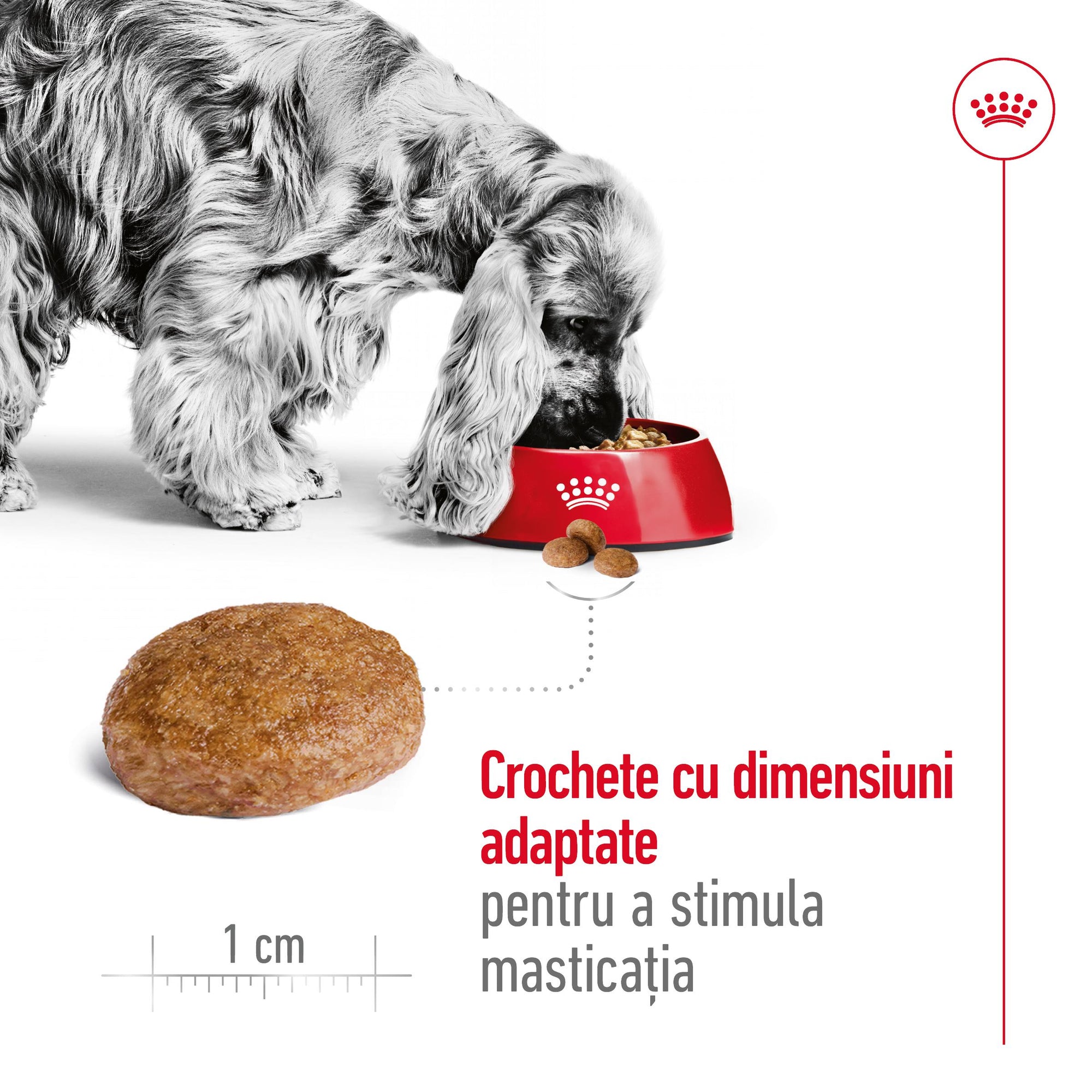 Royal Canin Medium Adult 7+  hrana uscata caine