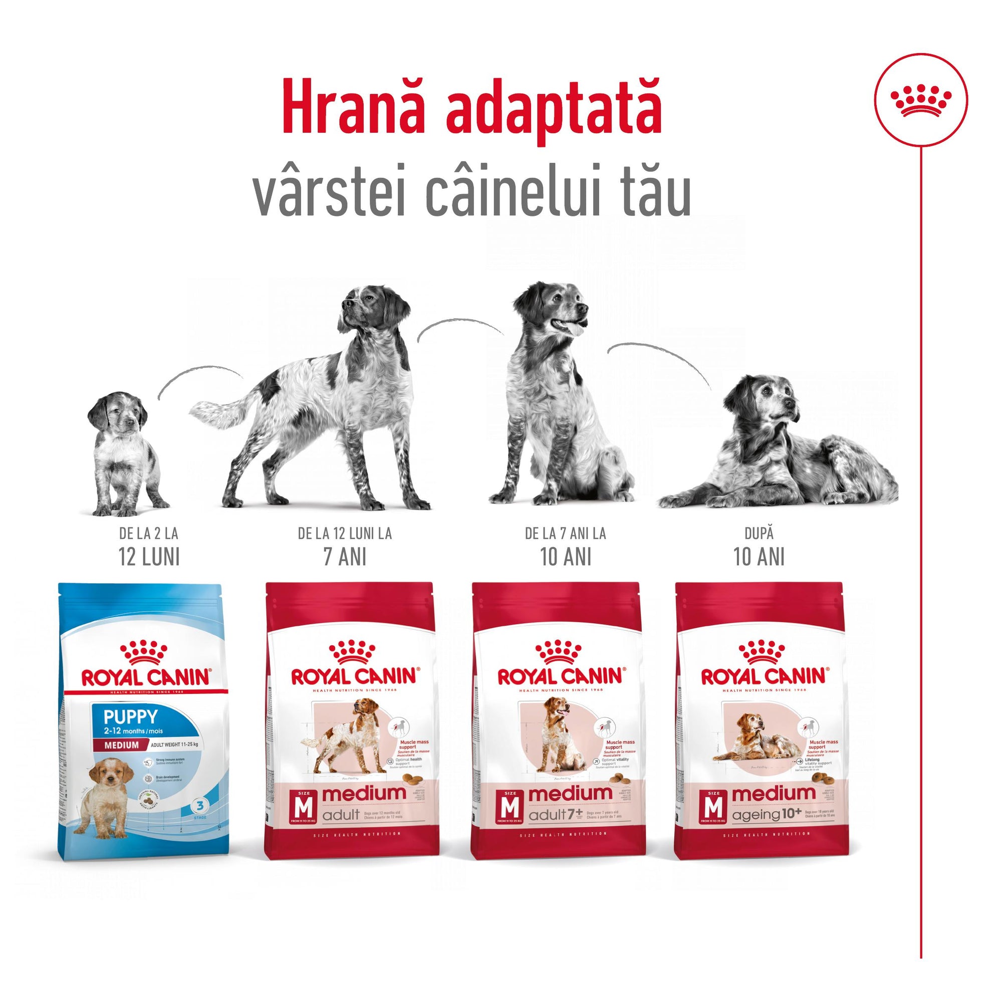 Royal Canin Medium Adult 7+  hrana uscata caine
