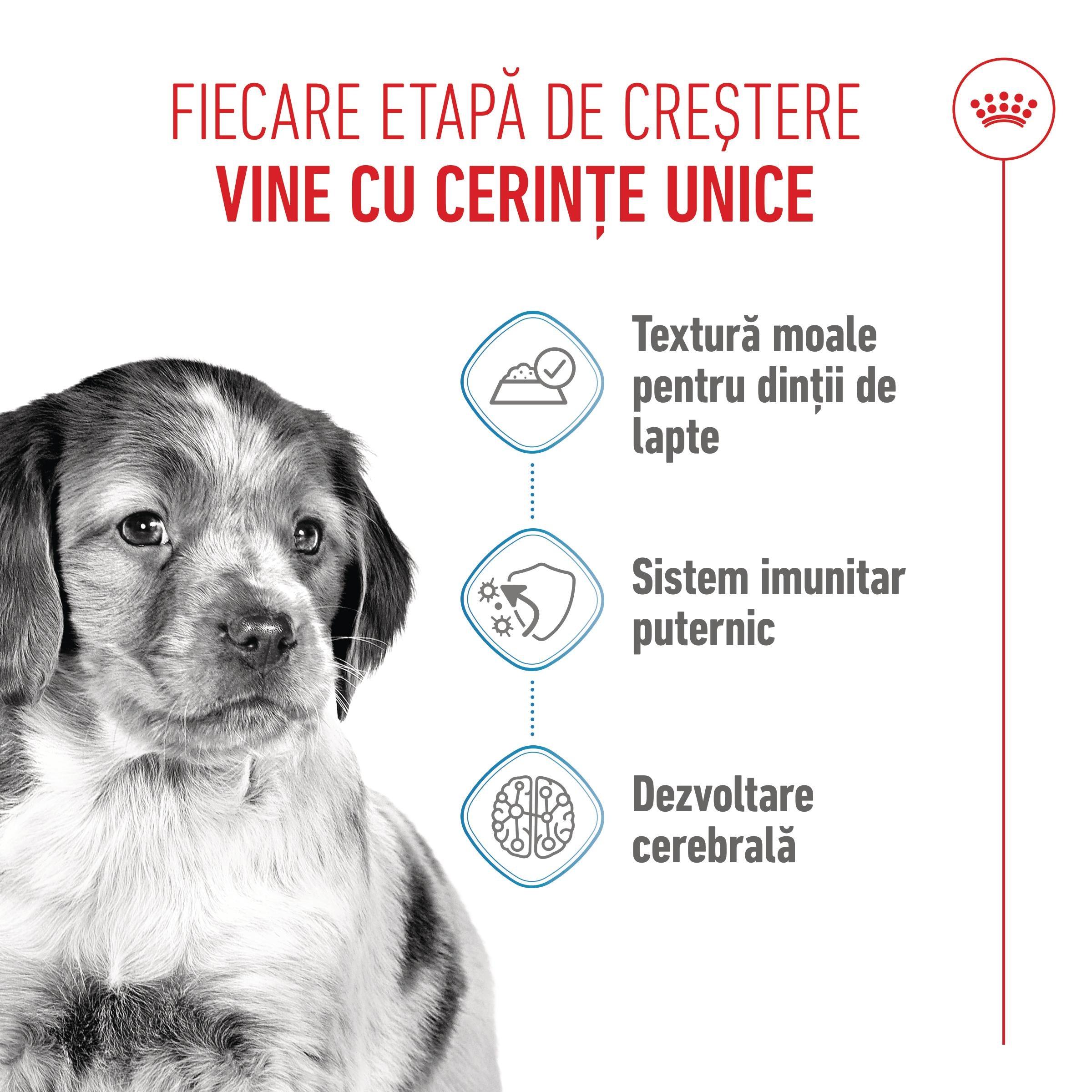 Royal Canin Medium Puppy hrana umeda caine junior (in sos)