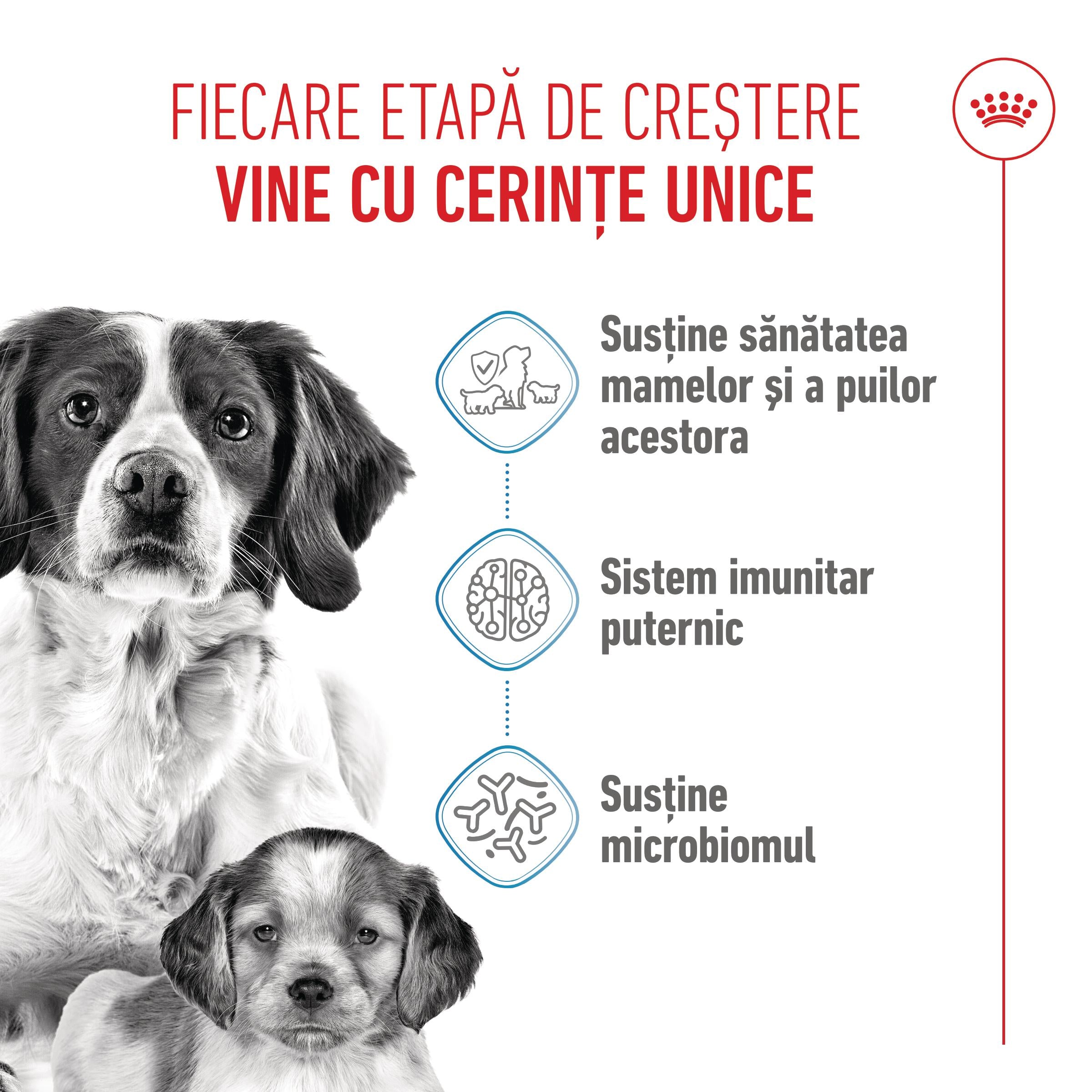 Royal Canin Medium Starter Mother & Babydog, mama si puiul, hrana uscata caine