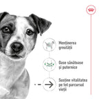 Royal Canin Mini Ageing 12+ hrana uscata caine senior, 1.5 kg