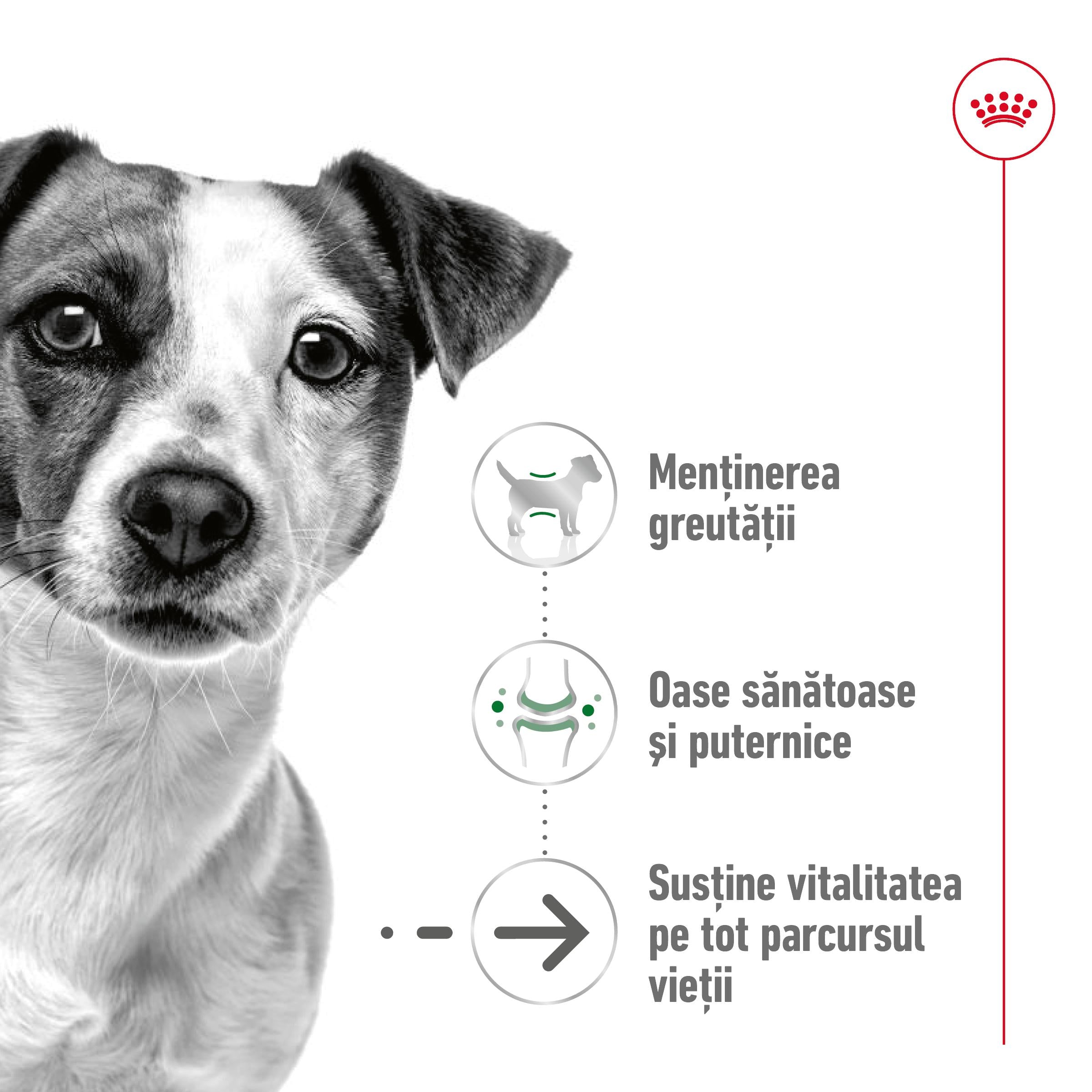 Royal Canin Mini Ageing 12+ hrana uscata caine senior, 1.5 kg