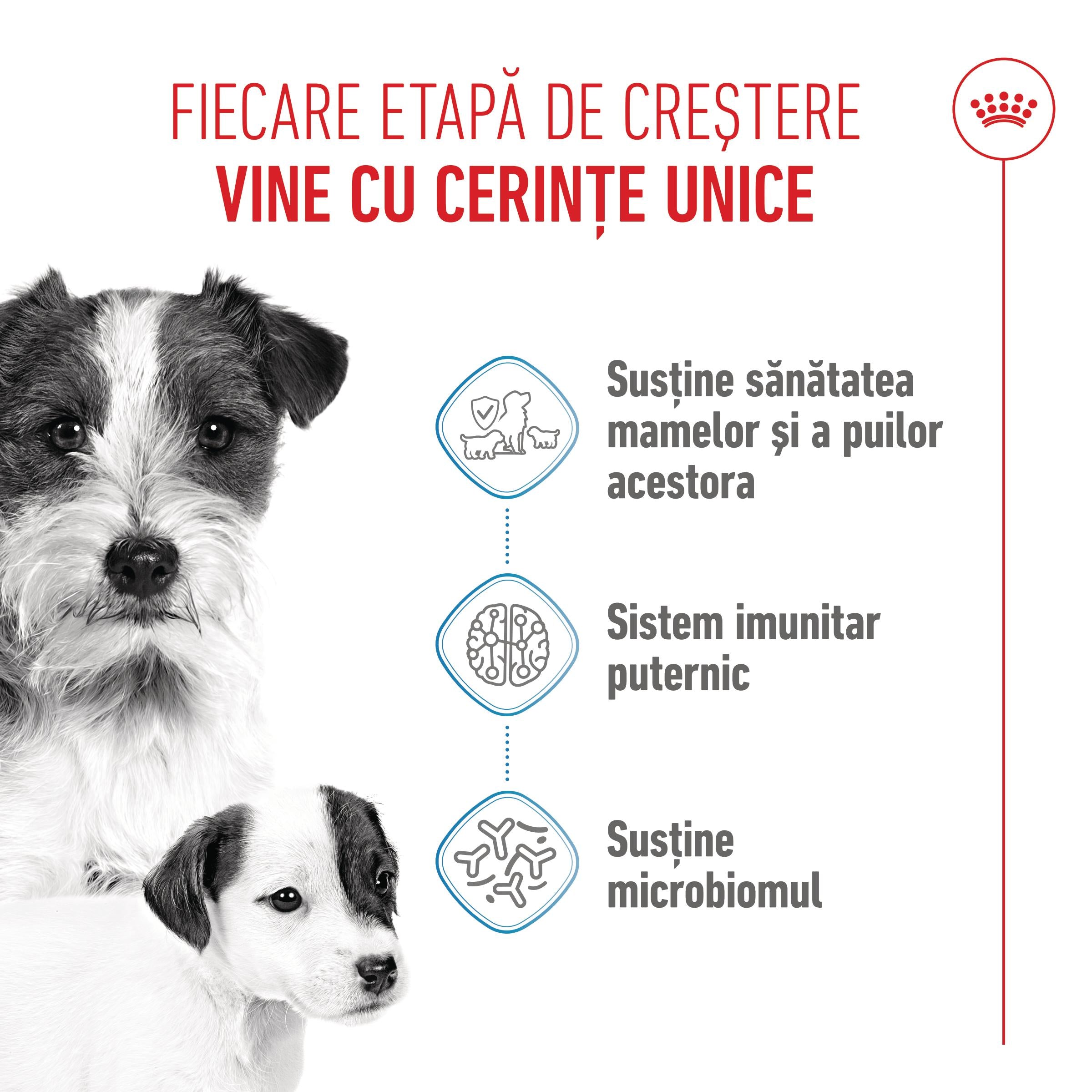 Royal Canin Mini Starter Mother & BabyDog, mama si puiul, hrana uscata caini