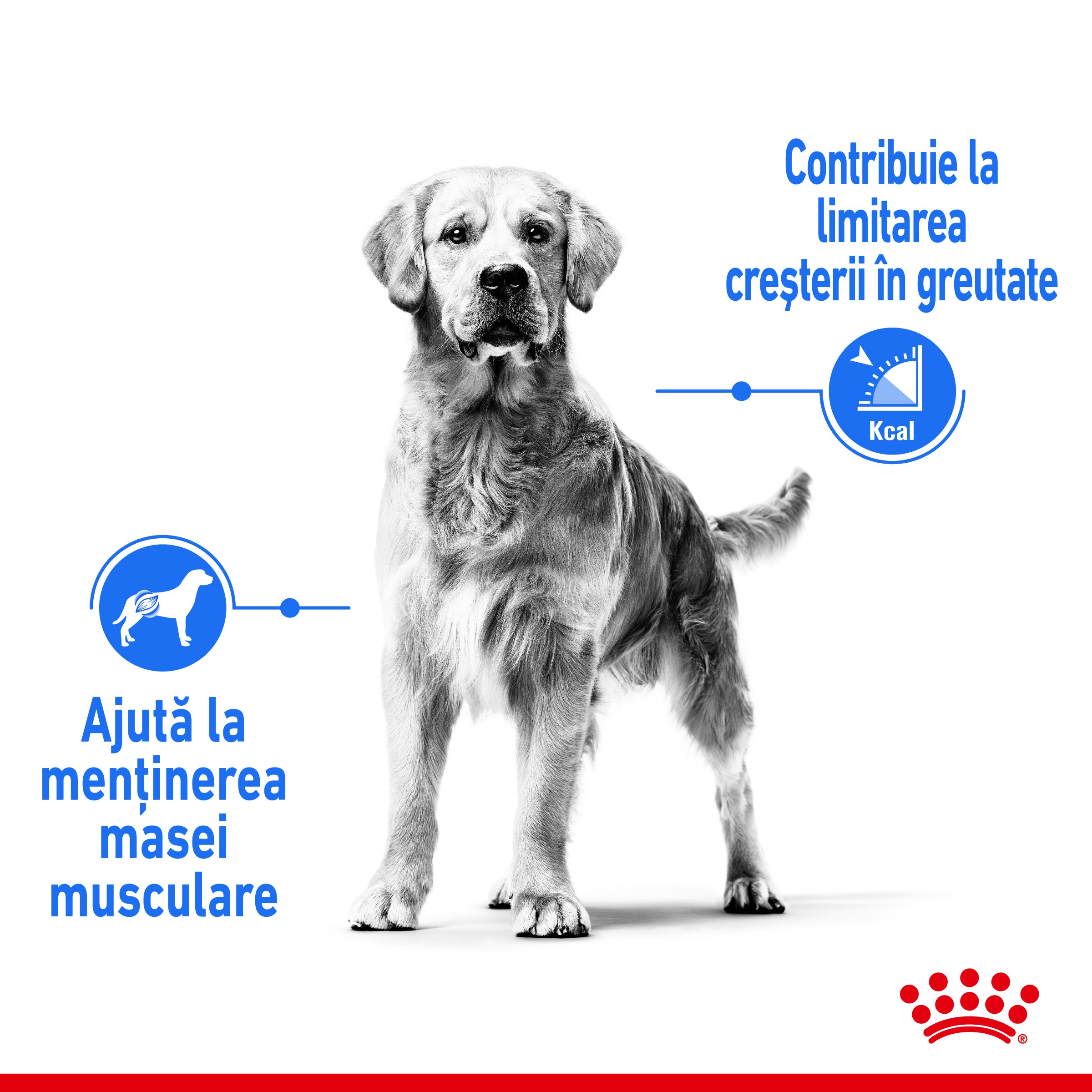 Royal Canin Maxi Light Weight Care Adult hrana uscata caine, limitarea cresterii in greutate, 12 kg