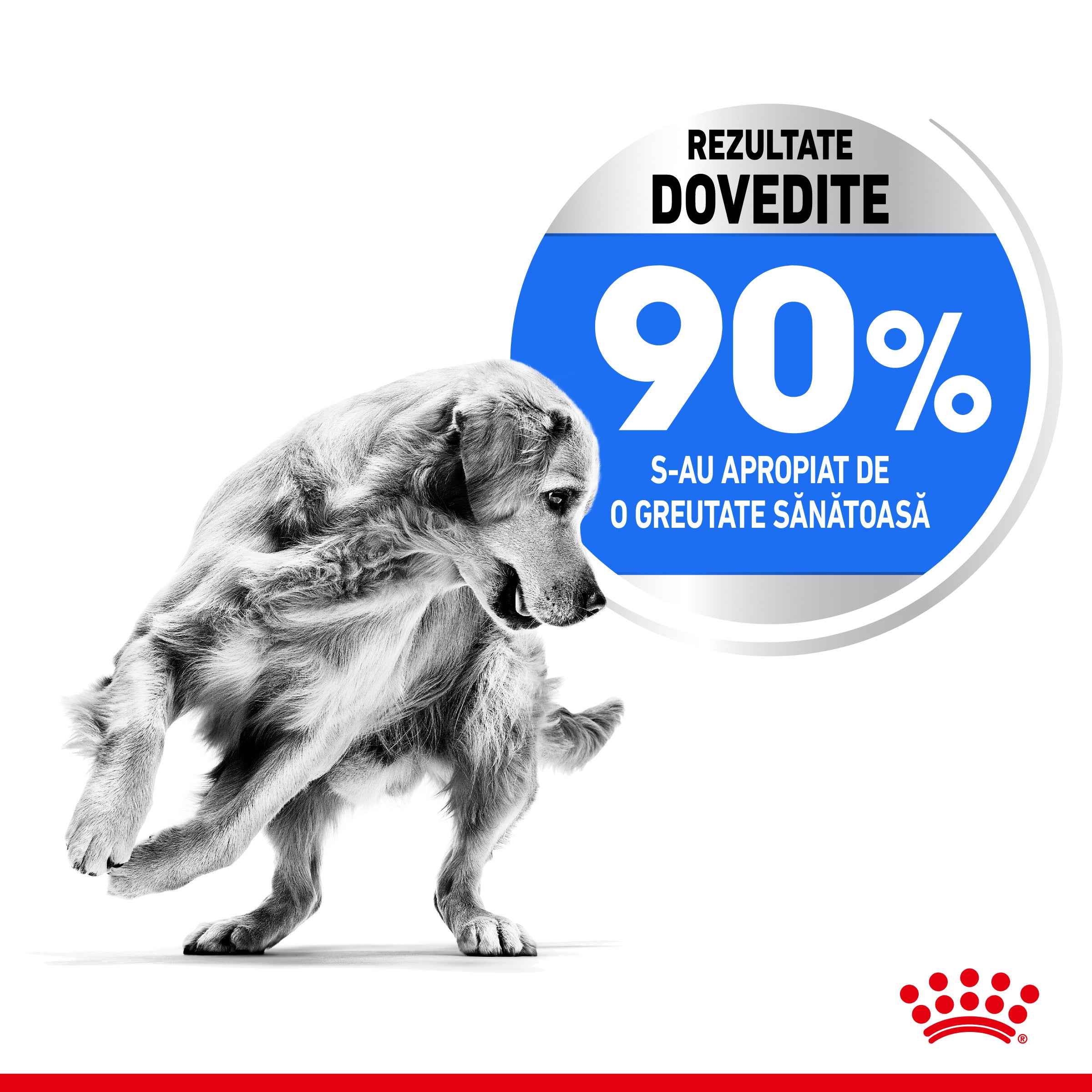 Royal Canin Maxi Light Weight Care Adult hrana uscata caine, limitarea cresterii in greutate, 12 kg