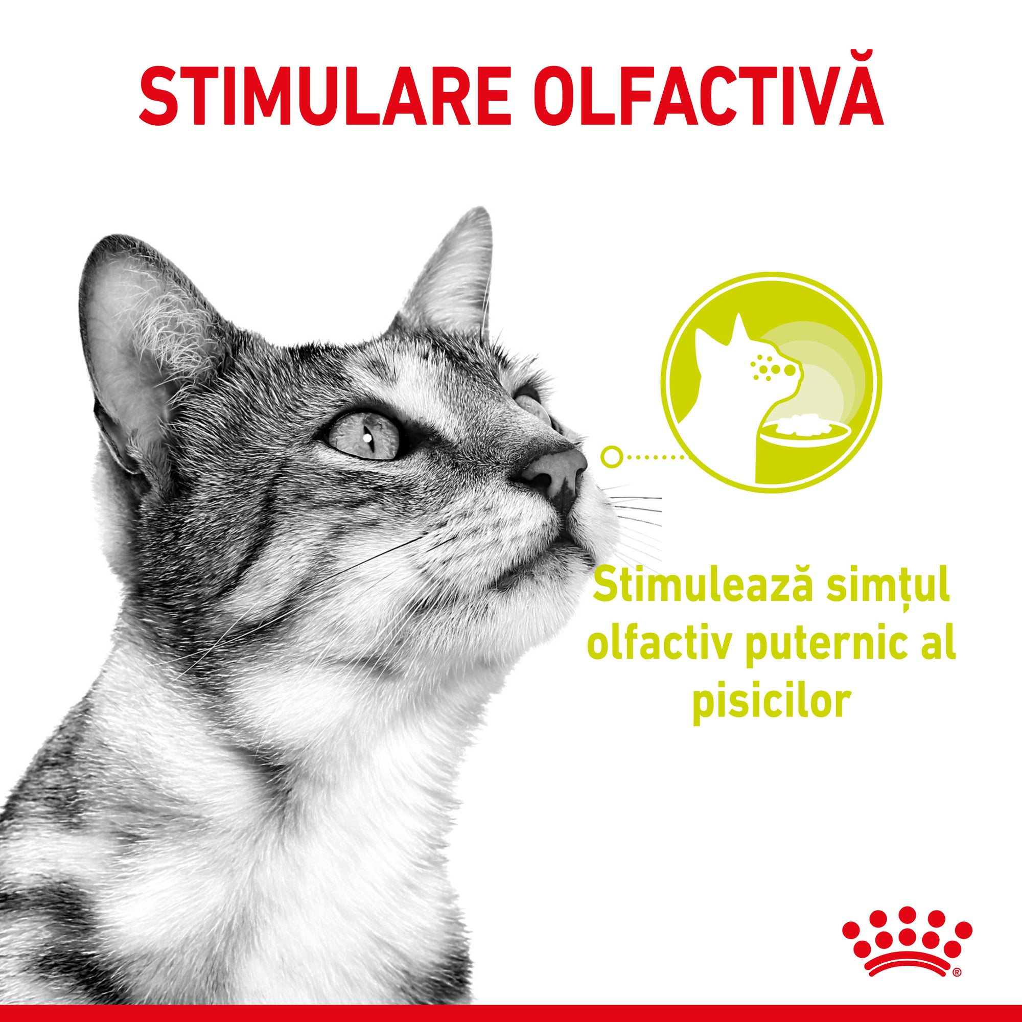 Royal Canin Sensory, hrana umeda pisici, stimularea simturilor (in sos), 12 x 85 g
