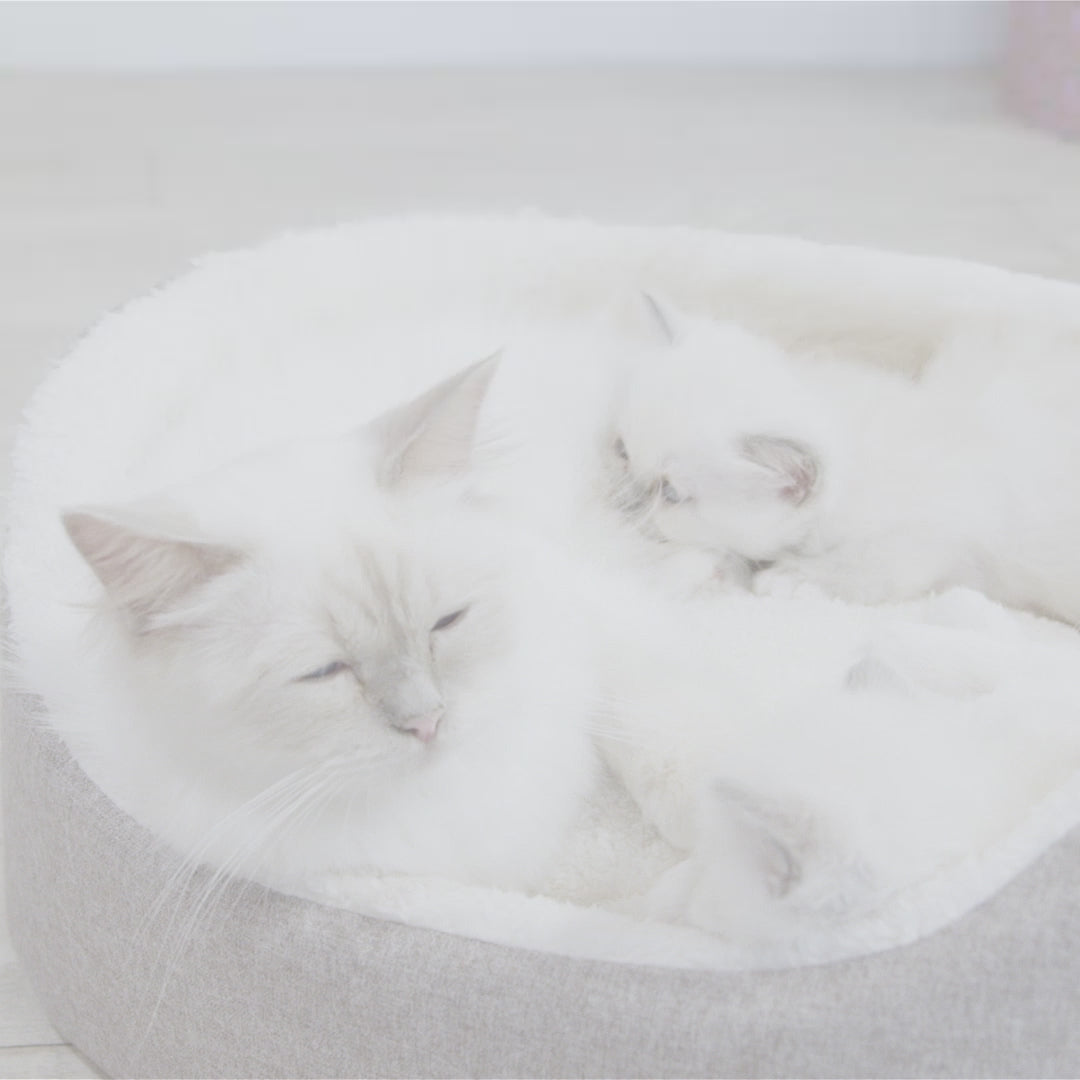 Royal Canin Mother & BabyCat hrana uscata pisica, mama si puiul