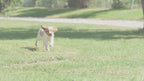 Royal Canin Medium Puppy hrana uscata caine junior
