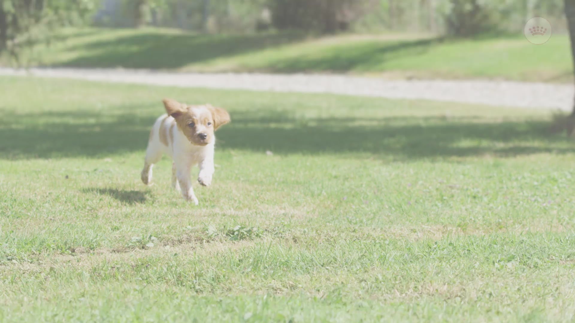 Royal Canin Medium Puppy hrana uscata caine junior