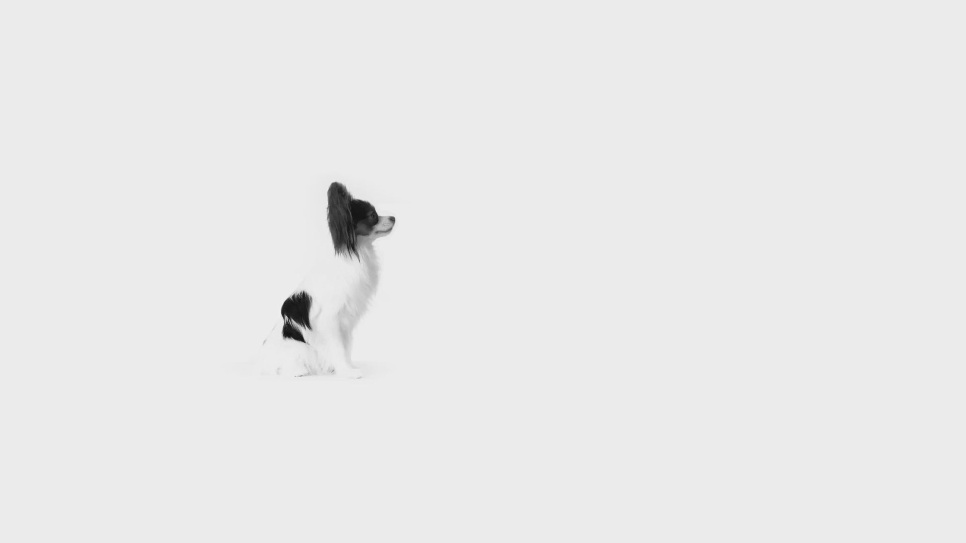 Royal Canin X-Small Adult hrana umeda caine (in sos)