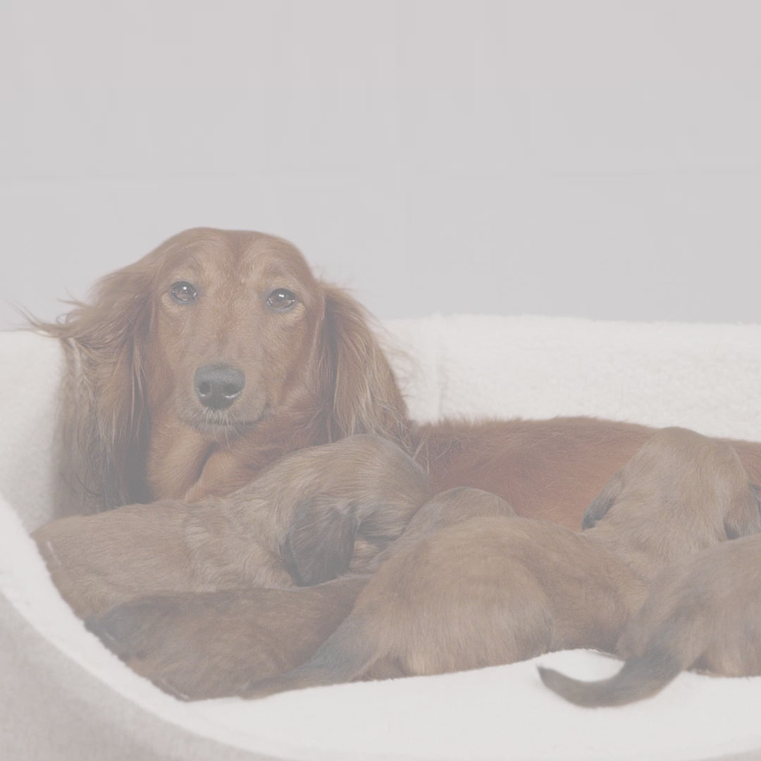Royal Canin Giant Starter Mother & Babydog, mama si puiul, hrana uscata caine, 15 kg